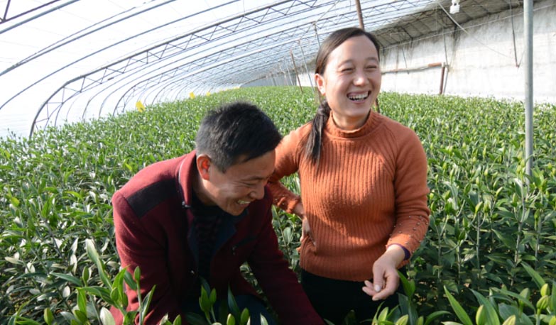 東海大棚百合