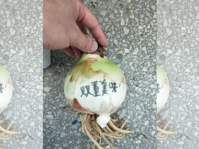 多年生球根花卉 多年生球根花卉