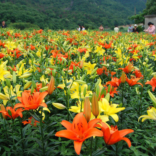 地球根花卉 地球根花卉
