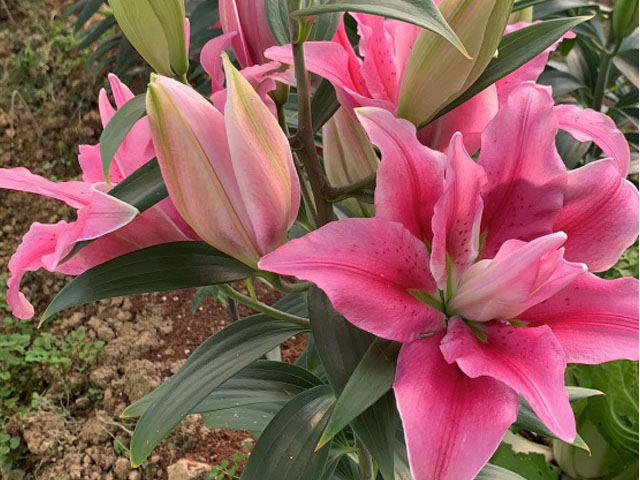 選擇圃朗特園藝，批發(fā)優(yōu)質(zhì)百合種球