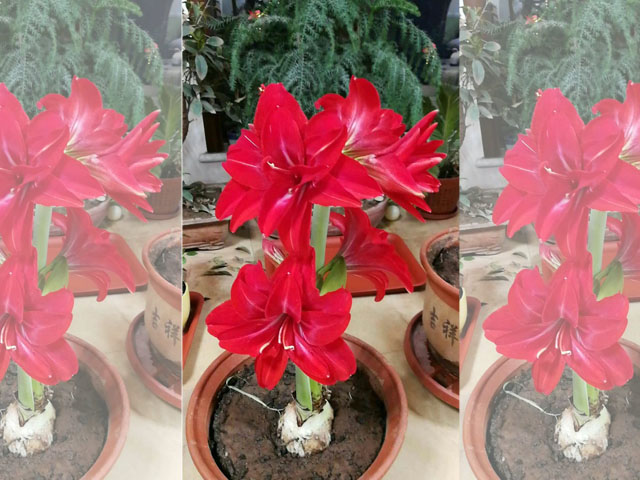 朱頂紅冬天養(yǎng)護(hù)技巧，讓它生長(zhǎng)超旺盛，快學(xué)起來(lái)