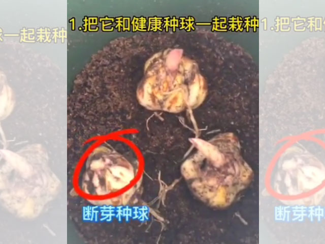 斷芽種球的驚喜