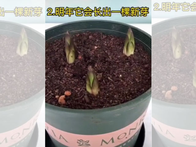 斷芽種球的驚喜