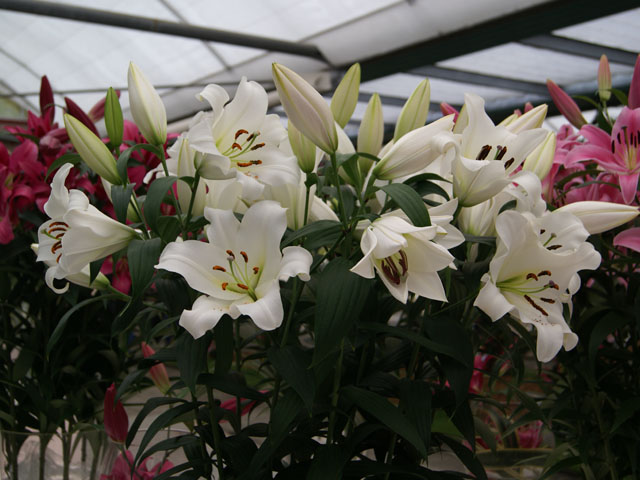 百合花種球種植對水的要求 百合花種球種植對水的要求