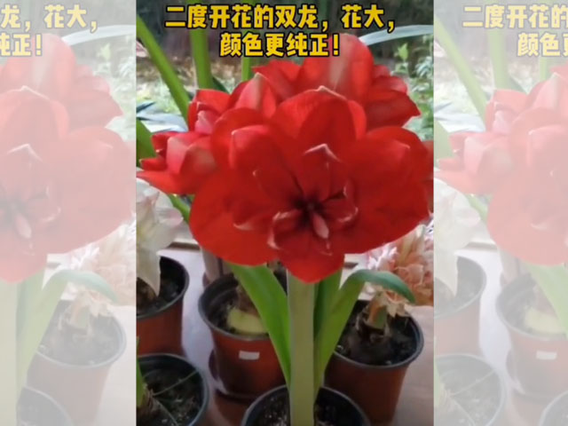 二度開花的朱頂紅