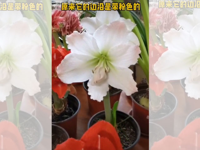 二度開花的朱頂紅