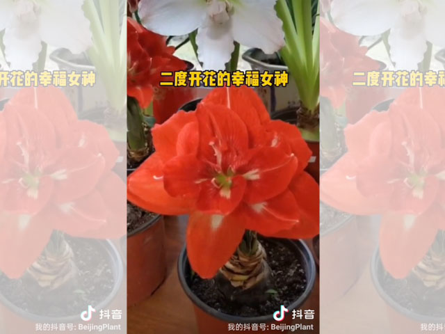 二度開花的朱頂紅
