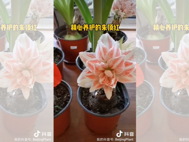 二度開花的朱頂紅