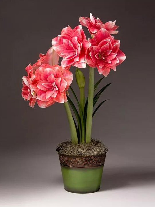雙夢(mèng) 雙夢(mèng)