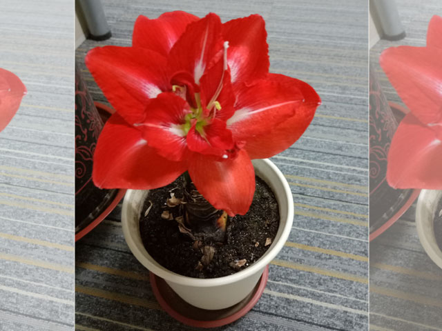為什么說(shuō)朱頂紅種球第一次透水很重要 為什么說(shuō)朱頂紅種球第一次透水很重要