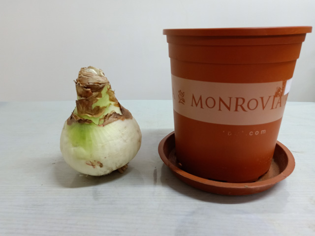 進口朱頂紅種球如何處理，還有哪些注意事項