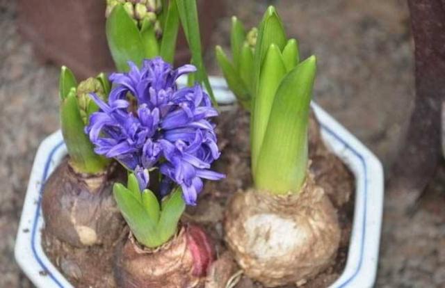 風(fēng)信子種球開完花后怎么保存 風(fēng)信子種球開完花后怎么保存