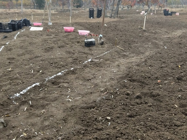 公園郁金香的幾點(diǎn)種植技術(shù)建議