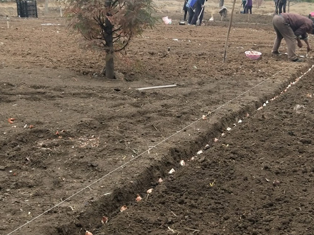 公園郁金香的幾點(diǎn)種植技術(shù)建議
