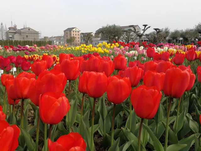 郁金香種球—公園花海的締造者