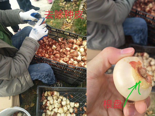 關于郁金香的種植方法 關于郁金香的種植方法