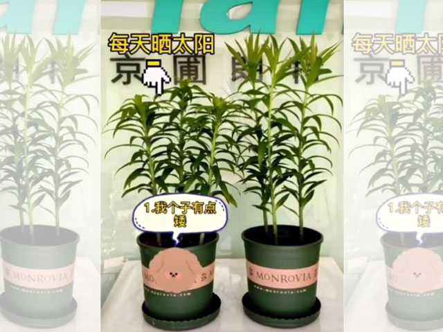 光照對百合植株的影響