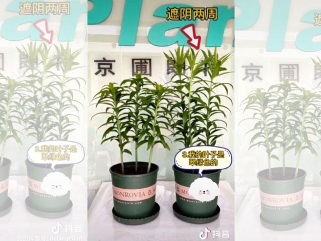 光照對百合植株的影響