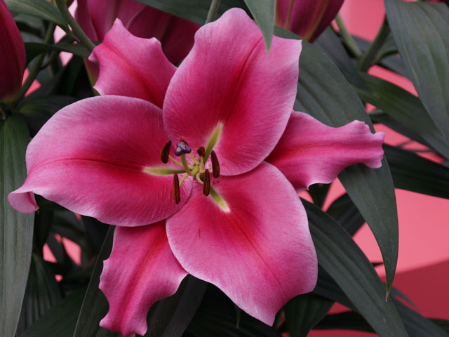 教你百合花種球種植的3個(gè)技巧 教你百合花種球種植的3個(gè)技巧