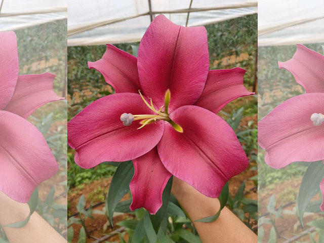 百合種球種植養(yǎng)護(hù)干貨下篇 百合種球種植養(yǎng)護(hù)干貨下篇