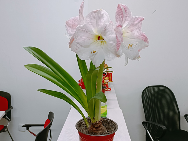 荷蘭進(jìn)口朱頂紅種球就是這么好養(yǎng) 荷蘭進(jìn)口朱頂紅種球就是這么好養(yǎng)