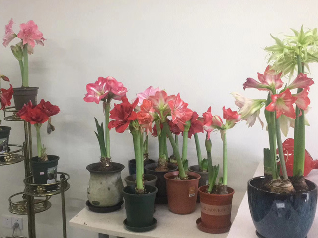 如何巧妙處理朱頂紅種球呢 如何巧妙處理朱頂紅種球呢