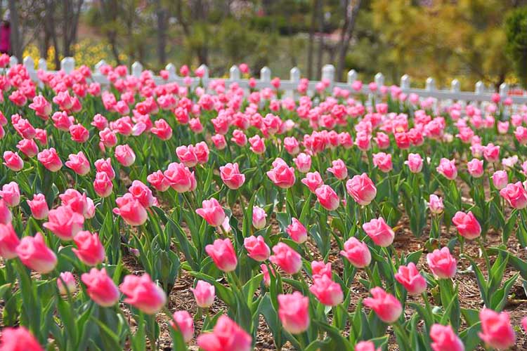 花開滿園