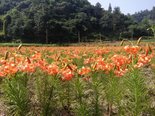 百合花照紅西溝大地