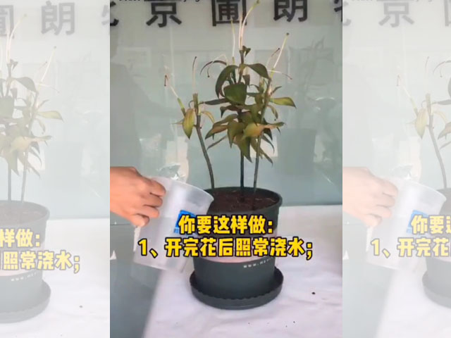 百合花后養(yǎng)護(hù)