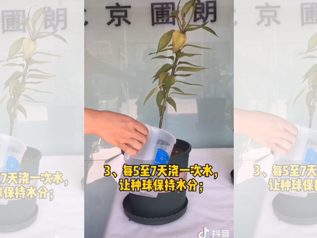 百合花后養(yǎng)護(hù)