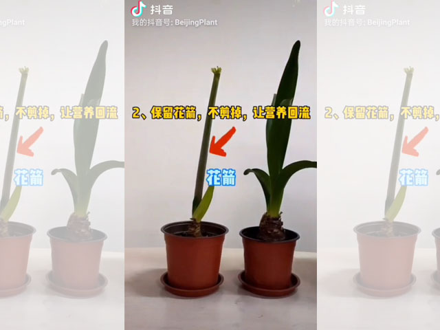 朱頂紅花箭的處理