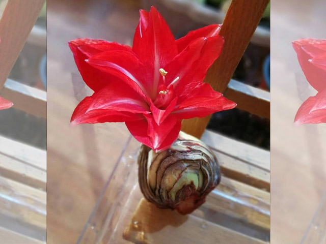 開花美觀大氣朱頂紅種球 開花美觀大氣朱頂紅種球