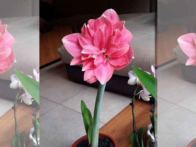 進(jìn)口朱頂紅種球冬季養(yǎng)護(hù)技巧 進(jìn)口朱頂紅種球冬季養(yǎng)護(hù)技巧