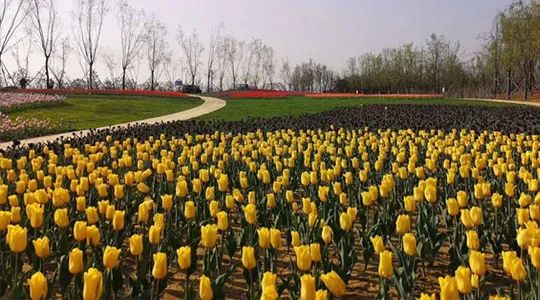 送什么花比較適合 送什么花比較適合