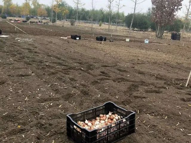 送什么花比較適合 送什么花比較適合