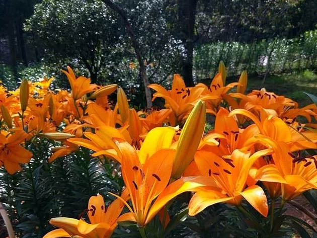 郊野公園的鮮花