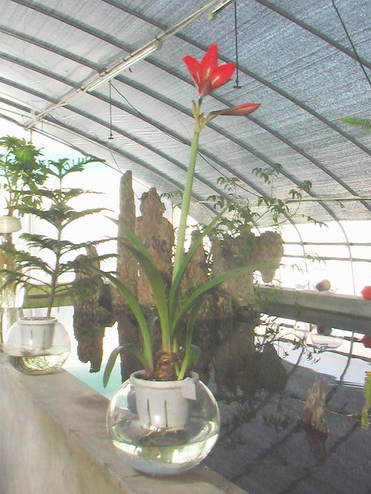 水培朱頂紅