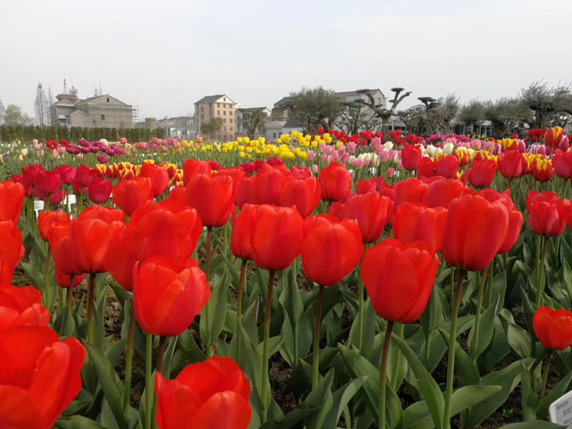 進口郁金香花種球種植應(yīng)該注意的問題
