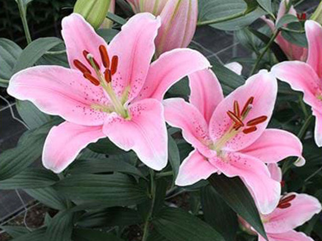 百合花種球質(zhì)優(yōu)品質(zhì)把控 百合花種球質(zhì)優(yōu)品質(zhì)把控