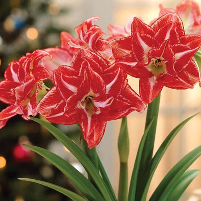 開花后，朱頂紅種球癟了是怎么回事兒？