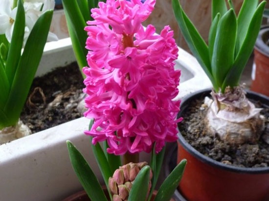 風(fēng)信子開完花后怎么處理 風(fēng)信子開完花后怎么處理