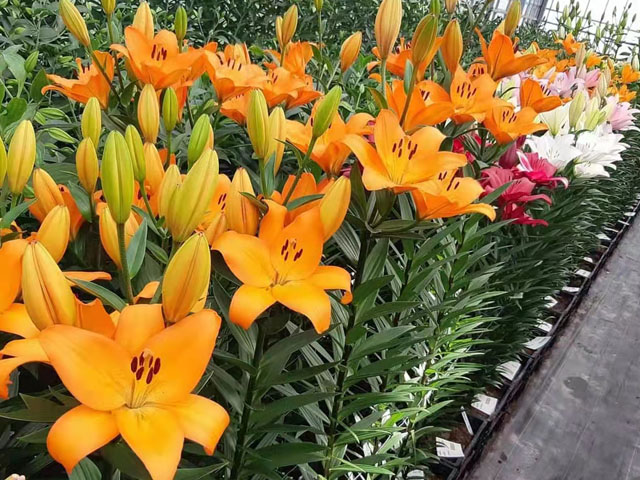 公園花海的營造者—百合種球 公園花海的營造者—百合種球