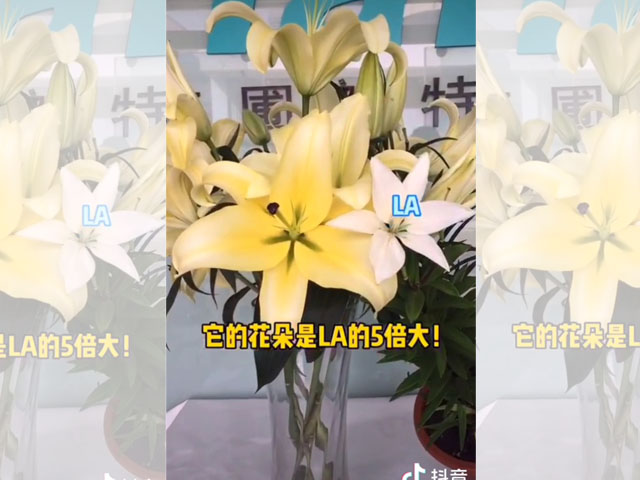 百合品類介紹OT百合
