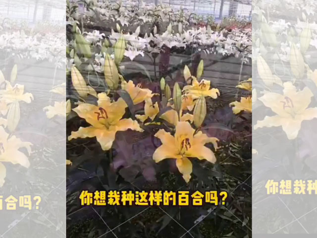 百合品類介紹OT百合
