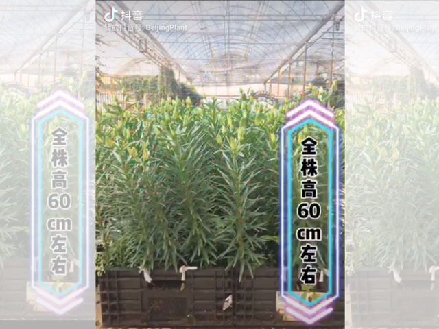 百合品類介紹-盆栽百合
