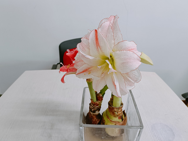 進(jìn)口朱頂紅種球的水培種植要點(diǎn) 進(jìn)口朱頂紅種球的水培種植要點(diǎn)
