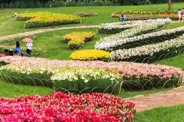 百合花旅游節(jié)即將啟幕！