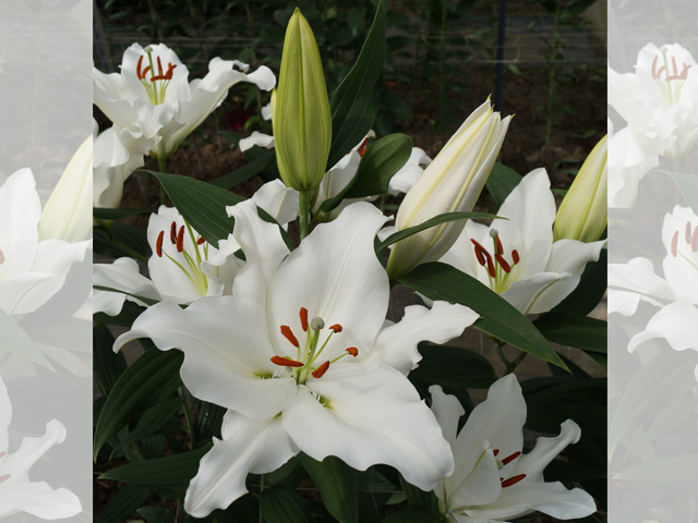 百合的種植對氣候環(huán)境有哪些要求 百合的種植對氣候環(huán)境有哪些要求