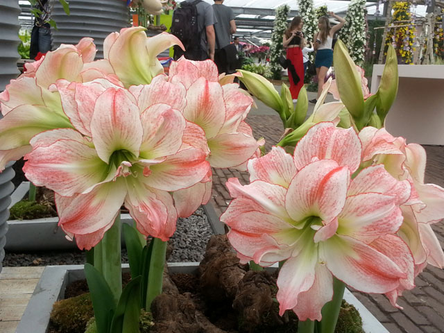 入門級球根花卉 入門級球根花卉