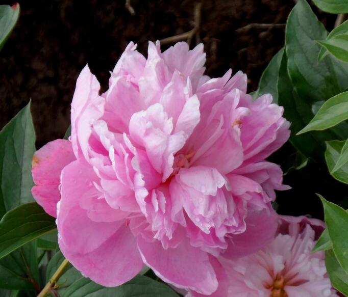 芍藥花開
